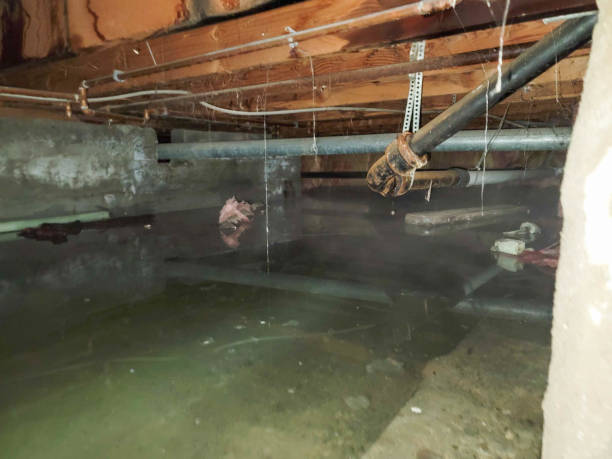 Best Local water damage restoration  in North East, MD